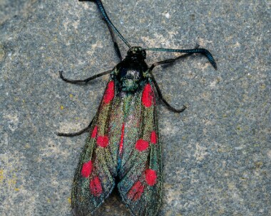 sixspotburnet200724 Six-spotted Burnet Point of Ayre NR, Isle of Man