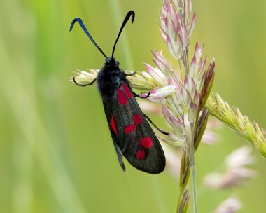 sixspotburnett220624 Six-spot Burnet Whitecross Green Wood, Oxfordshire