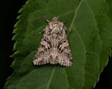 theshears230624 The Shears Doddington, Kent