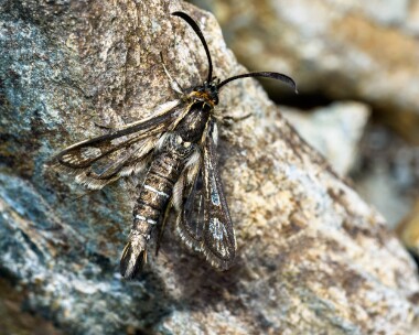 thriftclearwing080624 Thrift Clearwing Derbyhaven, Isle of Man
