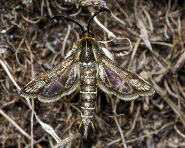 thriftclearwing080624b Thrift Clearwing Derbyhaven, Isle of Man