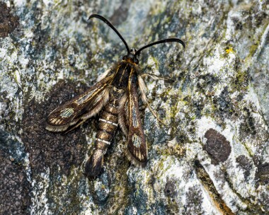 thriftclearwing080624c Thrift Clearwing Derbyhaven, Isle of Man