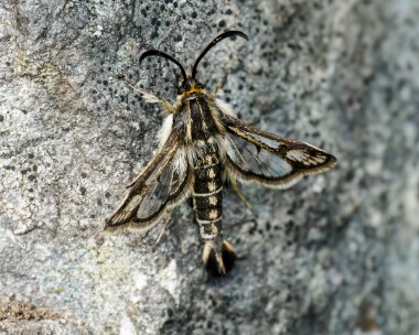 thriftclearwing080624d Thrift Clearwing Derbyhaven, Isle of Man