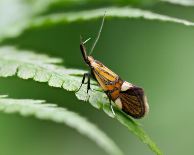 alboniageoffrella170524b Albonia Geoffrella Dixton, Wales