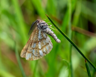 borderedwhite260623 Bordered White Fersit, Scotland