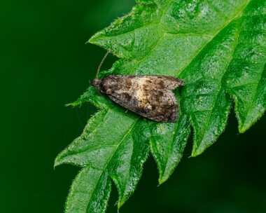 endothenianigrixostana230624 Endotheniani Grixostana Doddington, Kent