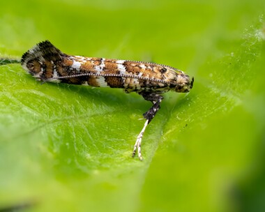 gracillariasyringella100525 Gracillaria Syringella Douglas, Isle of Man