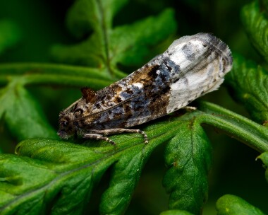 marbledorchardtortrix080625 Marbled Orchard Tortrix Ballanette, Isle of Man