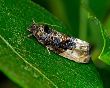 marbledorchardtortrix150624 Marbled Orchard Tortrix Ballanette, Isle of Man