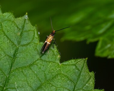 micropterixaruncella020624 Miropterix Runcella Ballaugh Plantation, Isle of man