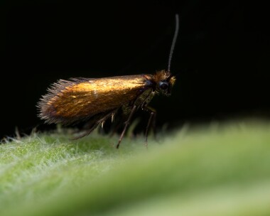 micropterixaruncella080625 Micropterix Aruncella Ballanette, Isle of Man