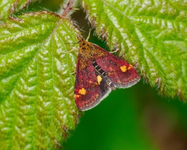 mintmoth140524 Mint Moth Powerstock Common, Dorset
