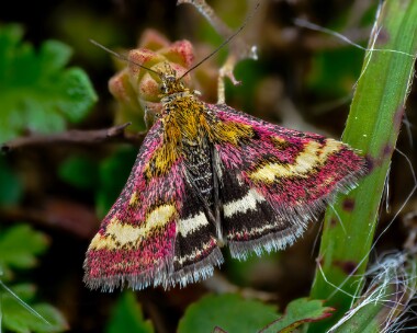 ostrinalis010624b Pyrausta Ostrinalis Ballaghennie, Isle of Man