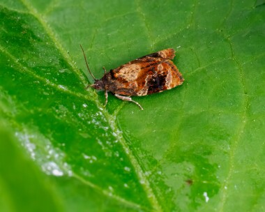 redbarredtortrix230624 Red-barred Tortrix Doddington, Kent