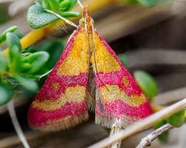 sanguinalis010624 Scarce Crimson and Gold Ballaghennie, Isle of Man