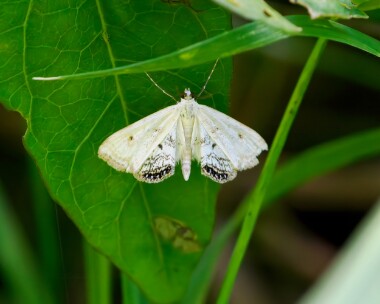 smallchinamark140924 Small China Mark Ham Wall, Somerset
