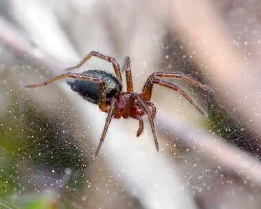 agelenalabyrinthica120524s Agelena Labyrinthica Tadnoll Heath, Dorset