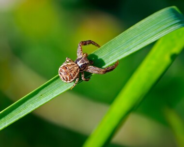 commoncrabspider210923 Common Crab Spider Burnham Overy, Norfolk
