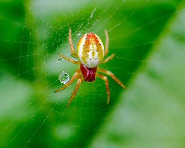 cucumberspider010723 Cucumber Spider Fersit, Scotland