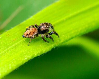 evarchafalcata170524b Evarcha Falcata Dixton, Wales