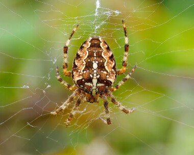 gardenspider200923s Garden Spider Warham, Norfolk