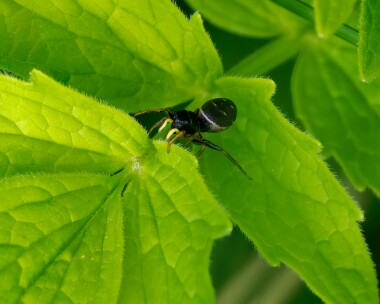 heliophanusflavipes170524 Heliophanus Flavipes Dixton, Wales