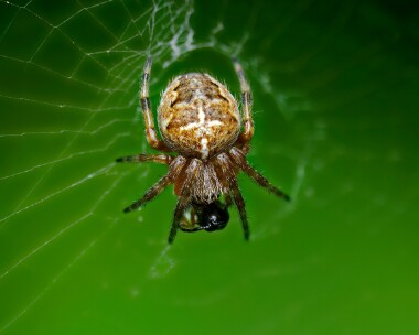 orbspider200724 Garden Spider Point of Ayre NR, Isle of Man