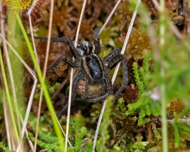 raftspider060723 Raft Spider Boat of Garten, Scotland
