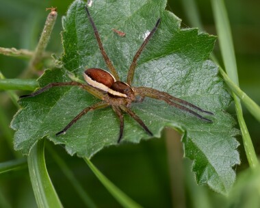 raftspider070825 Raft Spider RSPB Arne, Dorset