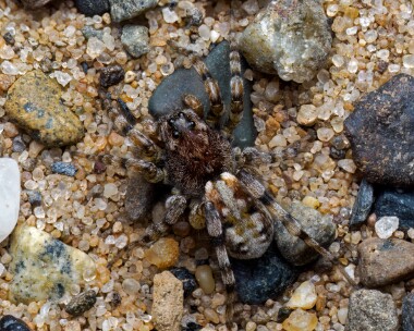 sandbearspider050724 Sand Bear Spider POA NR, Isle of Man