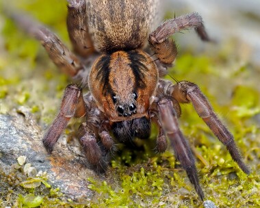 spider060523 Ground Wolf Spider Stoney Mountain, Isle of Man