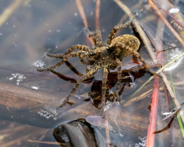 spider060523b Ground Wolf Spider Stoney Mountain, Isle of Man