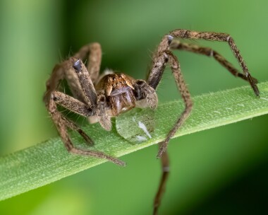 spiderdrinking010523 Wolf Spider Ballanette, Isle of Man