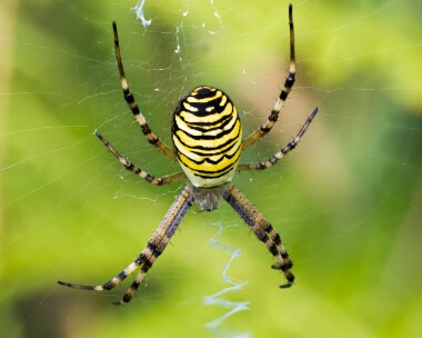 waspspider050825 Wasp Spider Higher Hyde Heath, Dorset