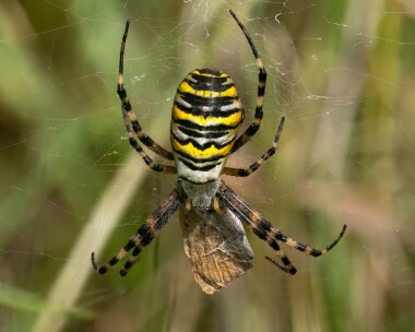 waspspider210923 Wasp Spider (with Small heath) Burnham Overy, Norfolk