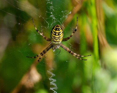 waspspider300724 Wasp Spider Silverlakes, Dorset