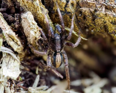 wolfspidersp130524s Wolf Spider Tadnoll Heath, Dorset