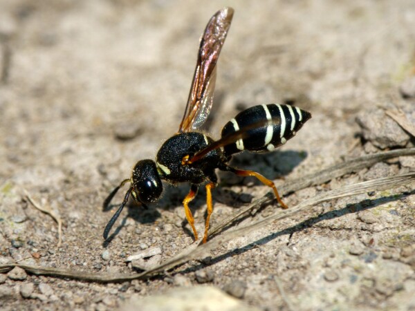 Wasps