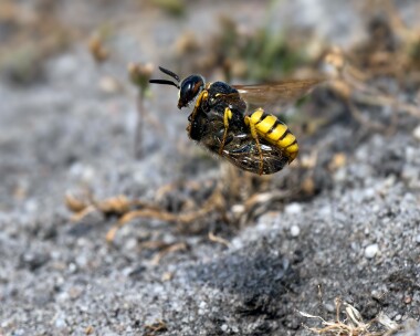 beewolf060726 Bee wolf (with prey) Arne Heaths, Dorset