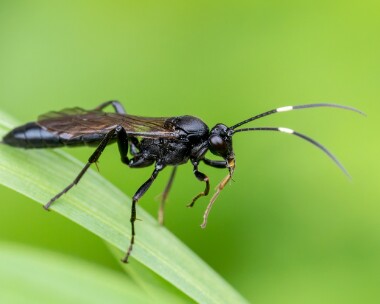 darwinwasp160925s Darwin Wasp Kenidjack, Cornwall