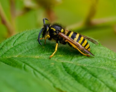 europeanwasp030824 European Wasp Stoney Mountain, Isle of Man