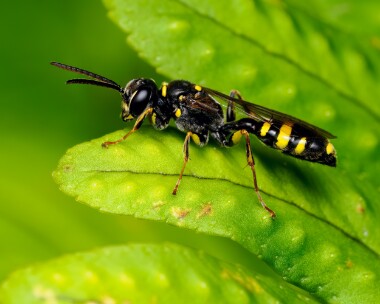 fielddiggerwasp150924 Field Digger Wasp Porthgwarra, Cornwall