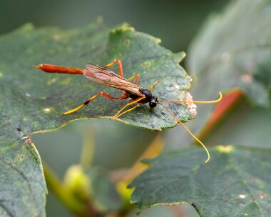 hedgerowdarwinwasp160925s Hedgerow Darwin Wasp Kenidjack, Cornwall