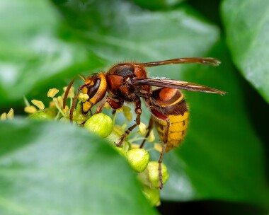 hornet180925s Hornet Polgigga, Cornwall