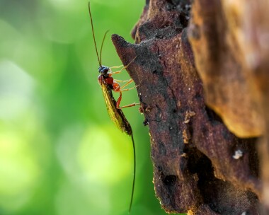 ichnemoid120725 Ichneumonid sp Douglas, Isle of Man