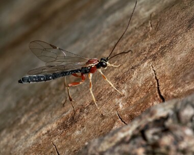 ichneumonid010625 Ichneumonid sp Douglas, Isle of Man