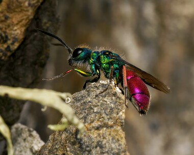 linneauscuckoowasp060625b Cuckoo Wasp Derbyhaven, Isle of Man