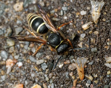 potterwasp080624 Potter Wasp Derbyhaven, Isle of Man