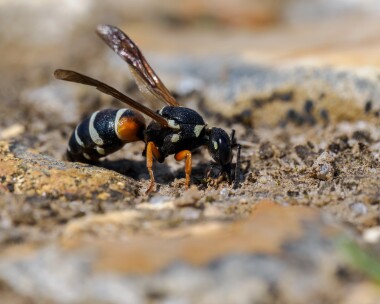 purbeckmasonwasp310724 Purbeck Mason Wasp Purbeck Heaths, Dorset