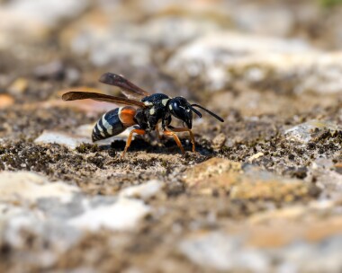 purbeckmasonwasp310724b Purbeck Mason Wasp Purbeck Heaths, Dorset
